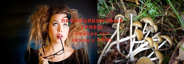 хмурый Аркадак