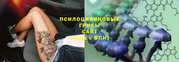 хмурый Аркадак